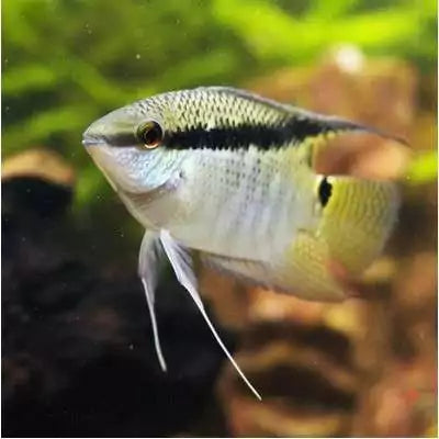 Festivum Cichlid