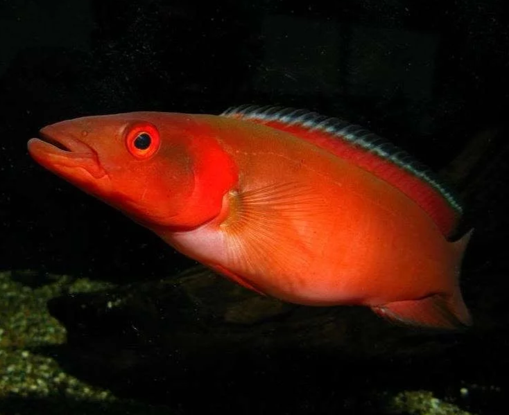 Red Atabapo Pike Cichlid