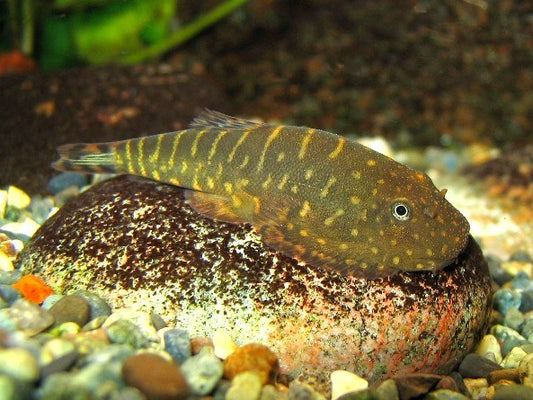 Java Zebra Loach [Gastromyzon zebrinus]