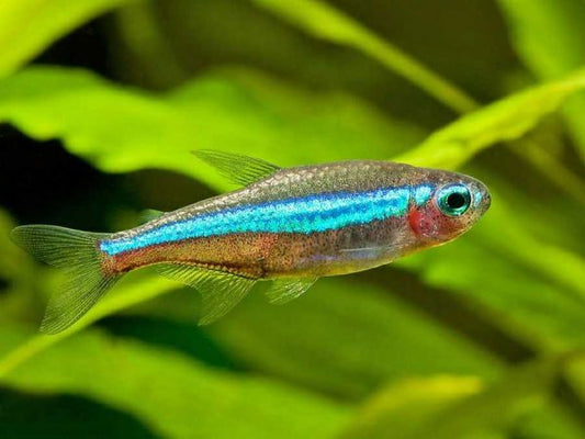 Green Neon Tetra