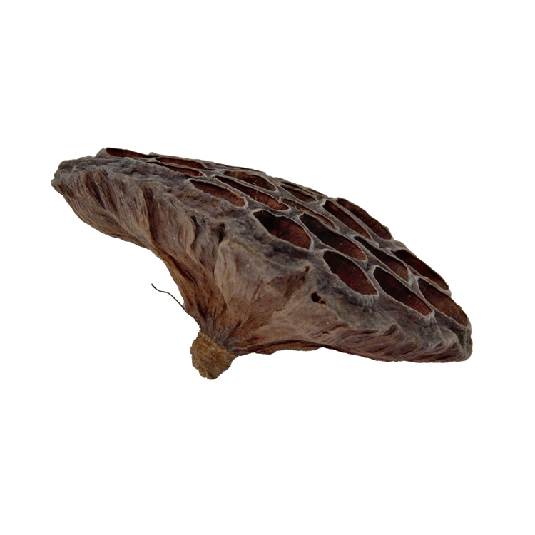 ReptiFauna Lotus Pods