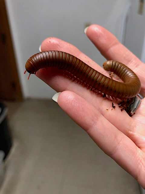 Millipede-North American Giant