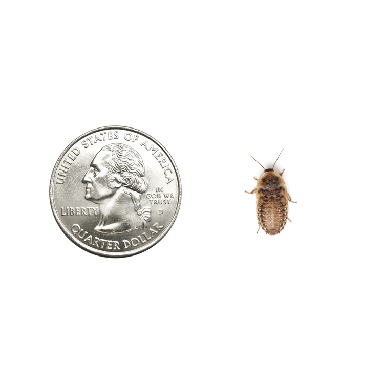 Small 1/2" Dubia
