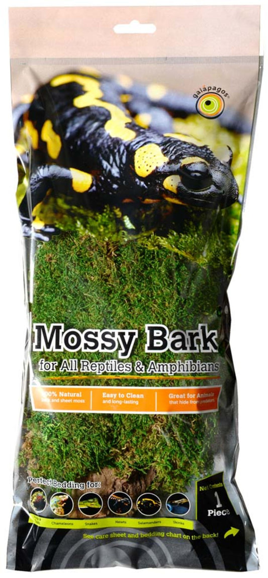 Galapagos Mossy Bark 12-15"