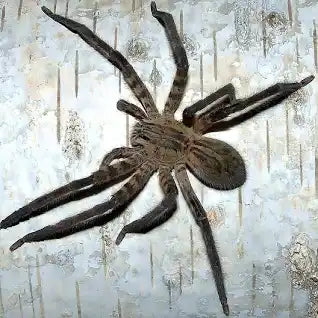 Tiger Wandering Spider