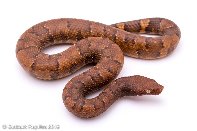 Viper Boa