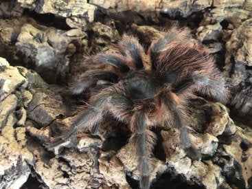 Tarantula - Chilean Rose Hair