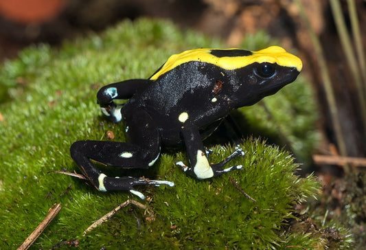 Alanis Dart Frog