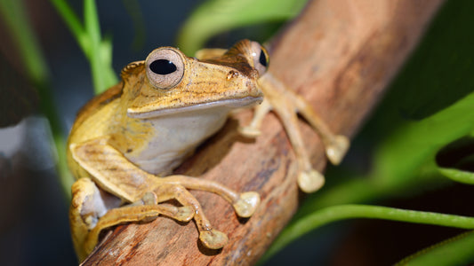 Borneo Tree Frog
