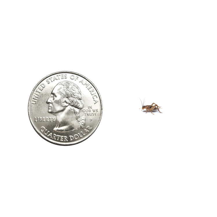 Small 1/4" Crickets
