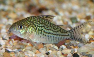 Corydoras Sodalils