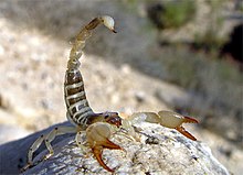 Scorpion - Israel Gold