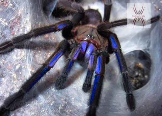 Tarantula - Electric Blue