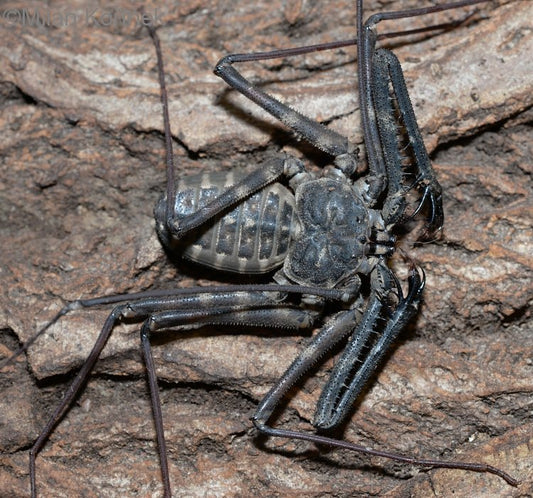 W. African Tailless Whipspider