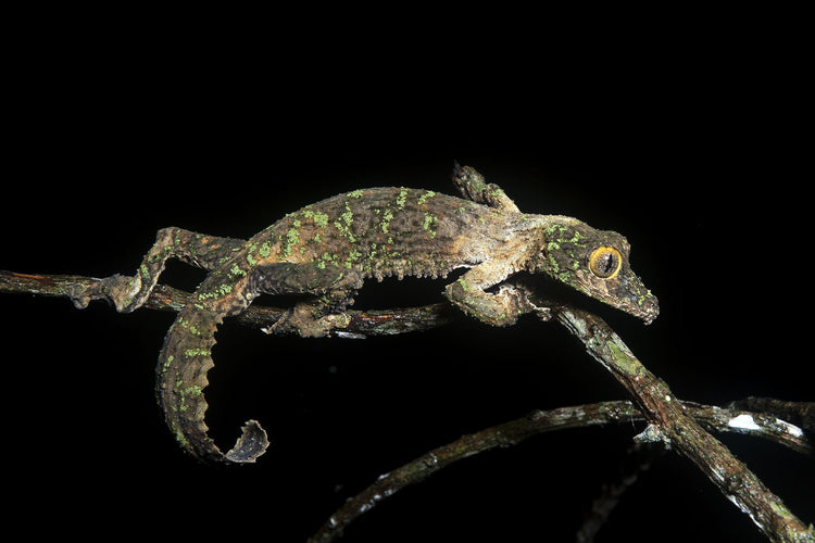 Leaf-Tailed Gecko