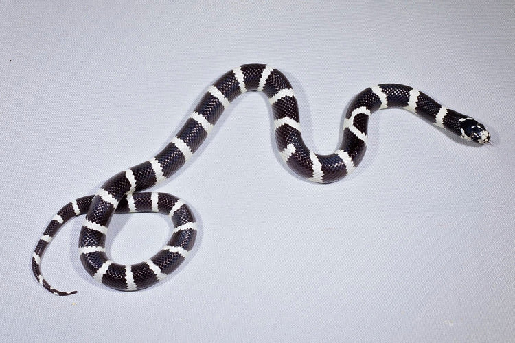 King Snake