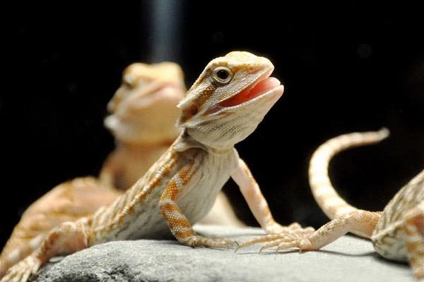 Bearded Dragon