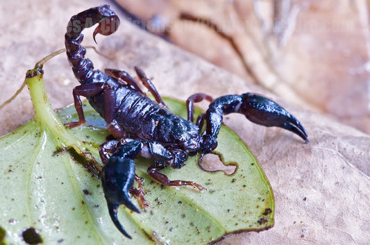 Teuthraustes sp Peru Scorpion