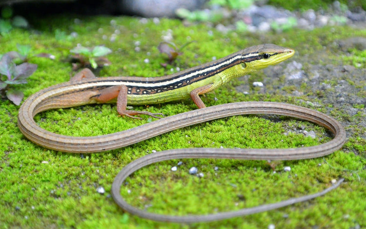 Long-Tailed Grass Lizard