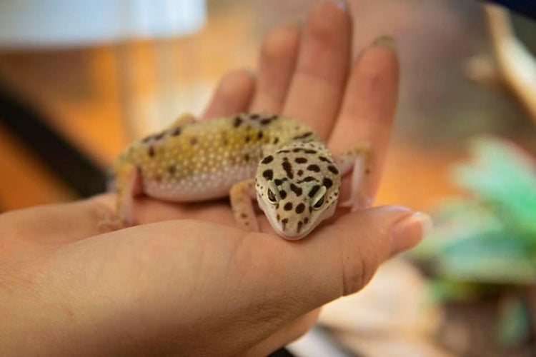 Leopard Gecko