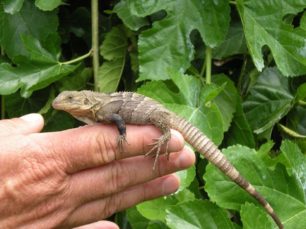 Spiny-Tailed Iguana