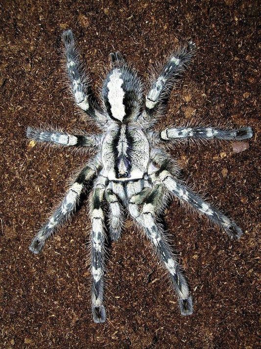 Tarantula - Ghost ornamental
