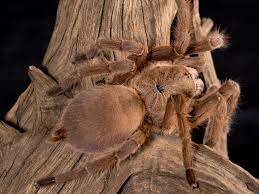 Asian Fawn Tarantula