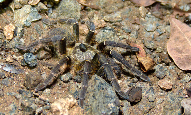 Tarantula - Rear Horned Baboon