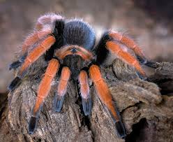 Tarantula - Mexican blood-Leg