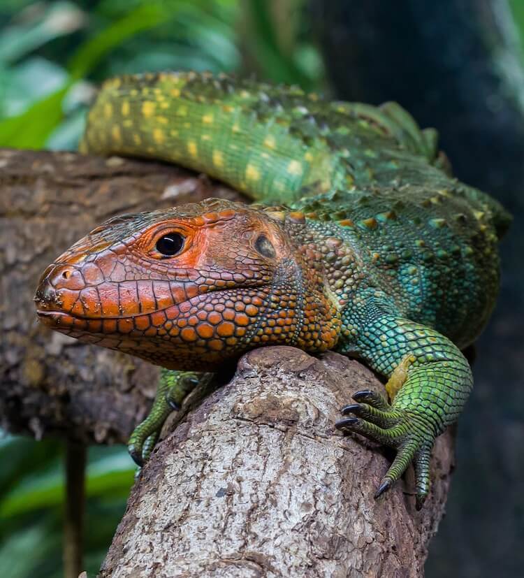 Caiman Lizard