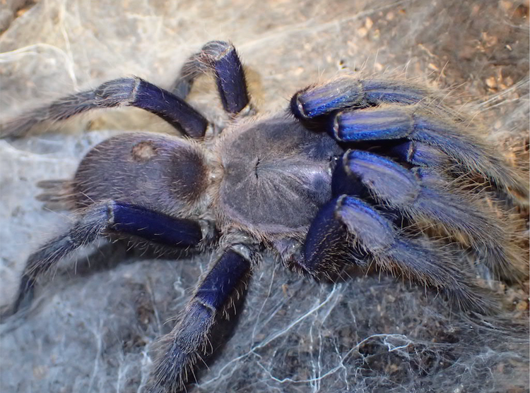 Tarantula - Cambodian Blue