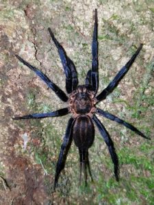 Columbian Blue Funnel Web- Spider