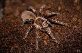 Dominican Stripe Knee Tarantula