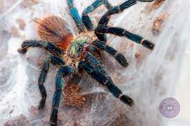 Brazilian Blue Dwarf Tarantula