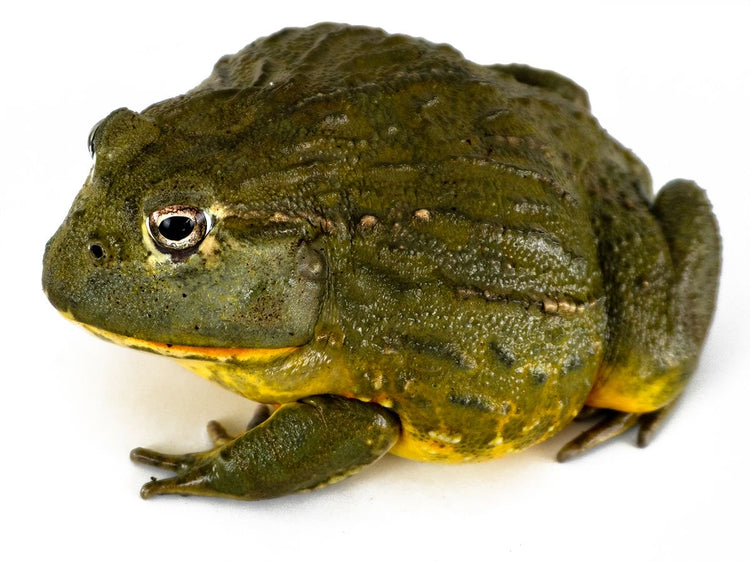 Giant Pixie Frog