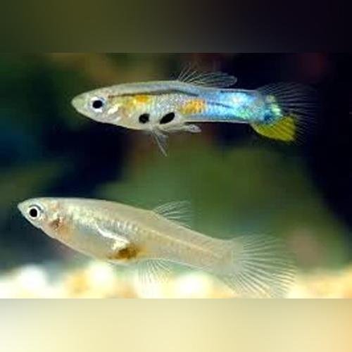 Feeder Guppies - Dozen