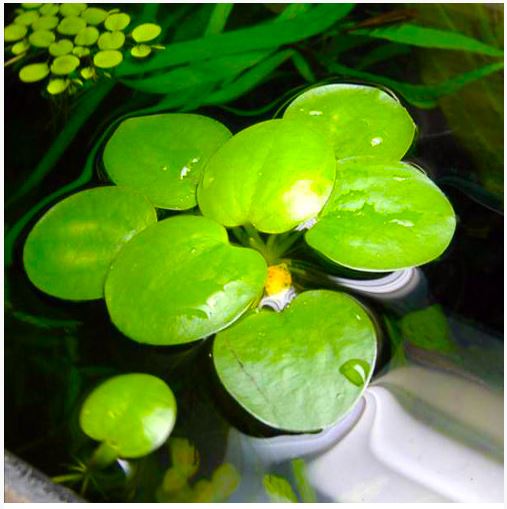 Frogbit Floating Aquatic Plant (6pcs)