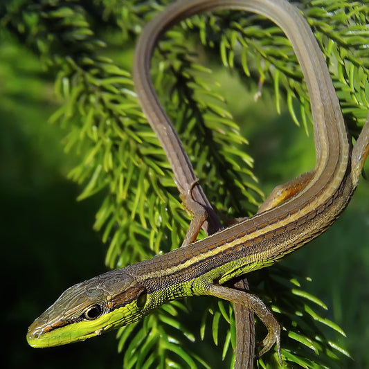 Long-Tailed Grass Lizard