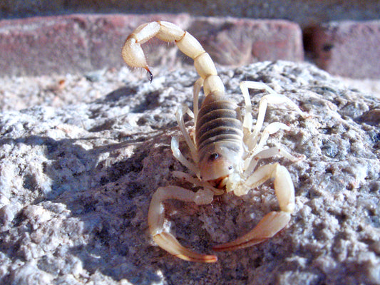 Scorpion - Desert Hairy
