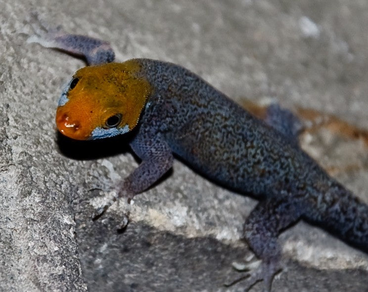 Yellow Headed Gecko