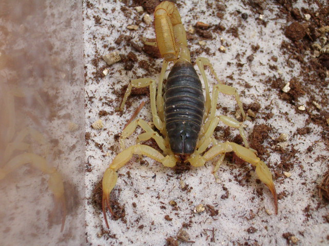 Scorpion - Black Back Desert Hairy