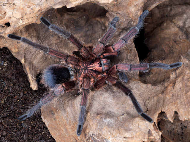 Haitian Brown Tarantula