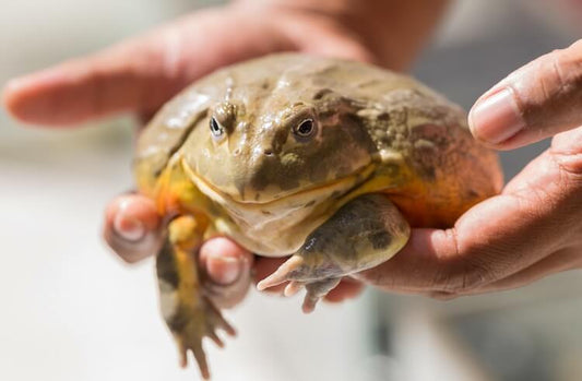 African Pixie Frog