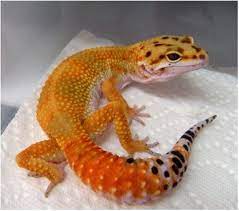 Leopard Gecko