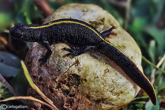 Italian Crested Newt
