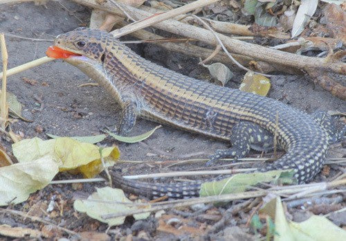 Sudan Plated Lizard