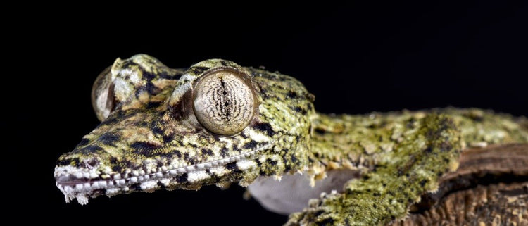 Leaf-Tailed Gecko