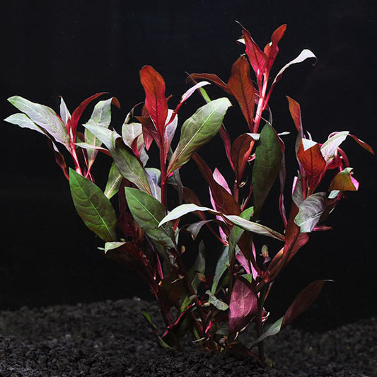 Ludwigia Peruensis-Aquatic Plant