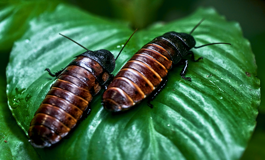 Hissing Cockroach