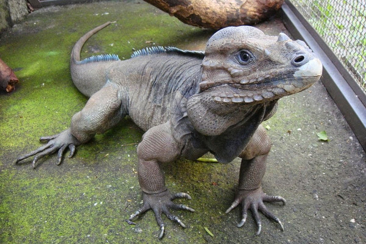 Rhino Iguana